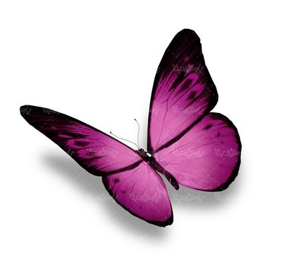 پروانه رنگی  butterfly پروانه زیبا