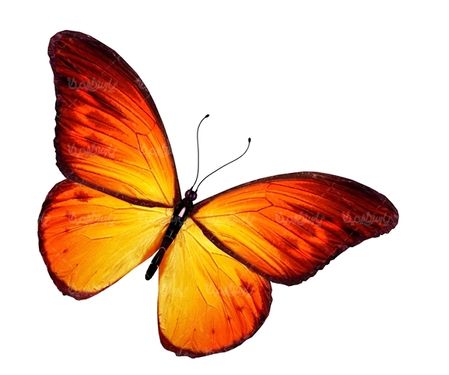 پروانه رنگی  butterfly پروانه زیبا