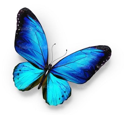 پروانه رنگی  butterfly پروانه زیبا