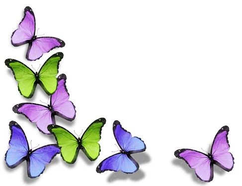 پروانه رنگی  butterfly پروانه زیبا