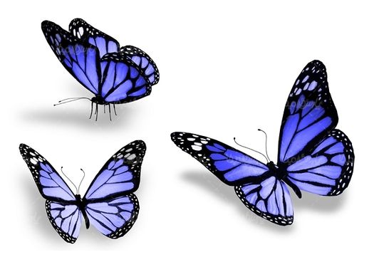 پروانه رنگی  butterfly پروانه زیبا