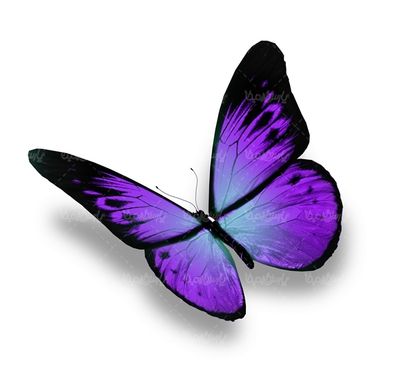 پروانه رنگی  butterfly پروانه زیبا