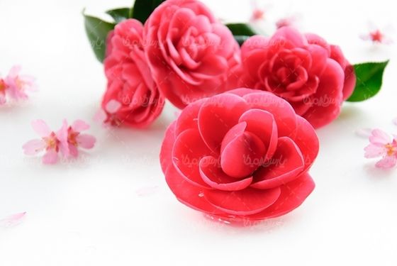 شاخه گل گلفروشی گالری گل و گیاه
