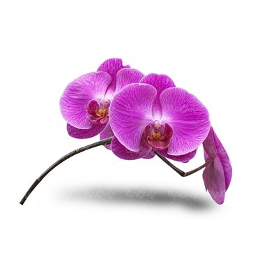 شاخه گل گلفروشی گالری گل و گیاه