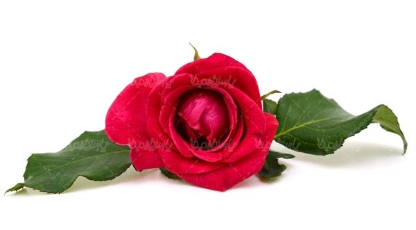 شاخه گل گلفروشی گالری گل و گیاه