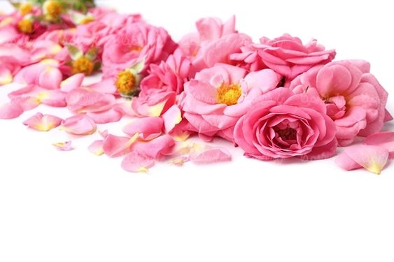شاخه گل گلفروشی گالری گل و گیاه