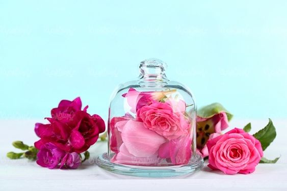 شاخه گل گلفروشی گالری گل و گیاه