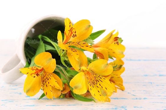 شاخه گل گلفروشی گالری گل و گیاه