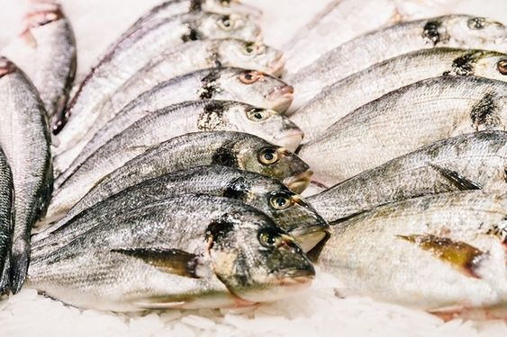 ماهی پروتئینی ماهی فروشی