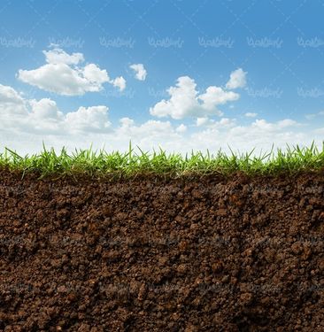 گیاه ریشه گیاه جوانه گیاه خاک درختکاری