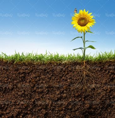 گیاه ریشه گیاه جوانه گیاه خاک درختکاری