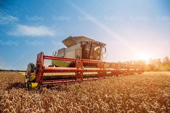 کشاورزی برداشت محصول زراعت