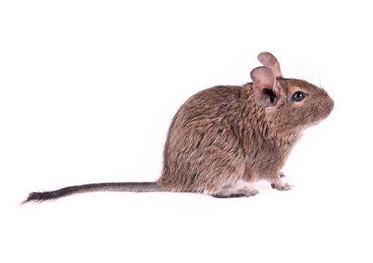 موش باغ وحش حیات وحش
