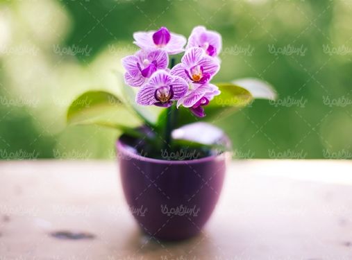گل  گلفروشی منظره چشم انداز
