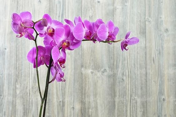 گل  گلفروشی منظره چشم انداز