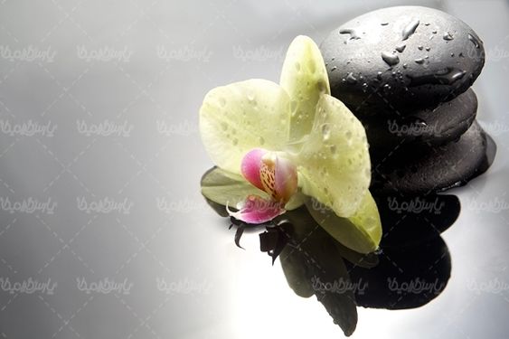 گل  گلفروشی منظره چشم انداز