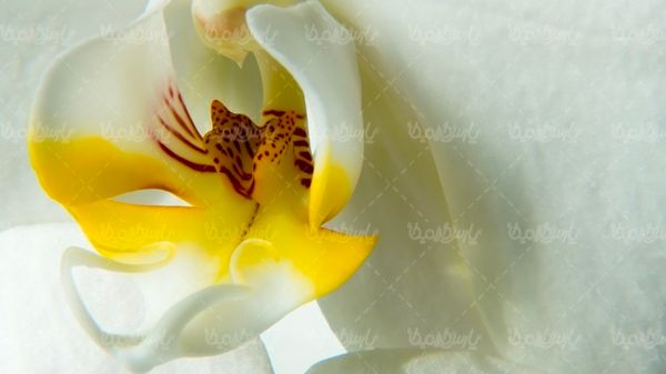 گل  گلفروشی منظره چشم انداز