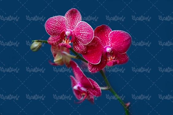 گل  گلفروشی منظره چشم انداز