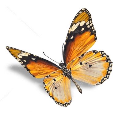 پروانه حشرات حشره شناسی پروانه زیبا