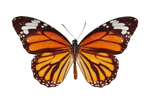 پروانه حشرات حشره شناسی پروانه زیبا