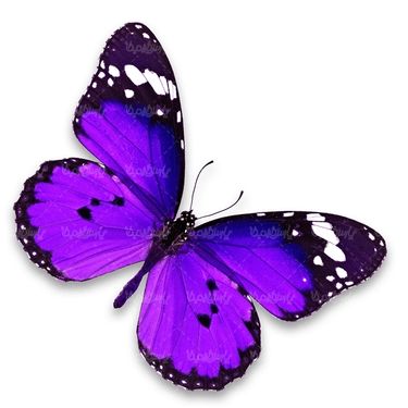 پروانه حشرات حشره شناسی پروانه زیبا