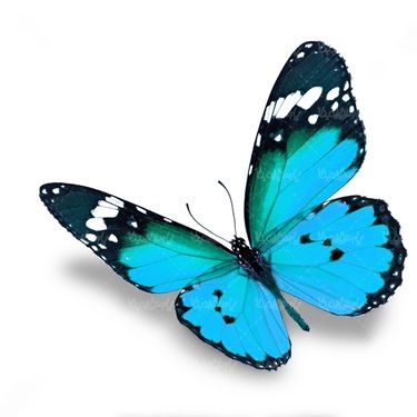پروانه حشرات حشره شناسی پروانه زیبا