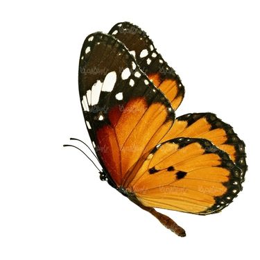پروانه حشرات حشره شناسی پروانه زیبا