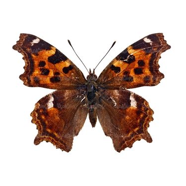 پروانه حشرات حشره شناسی پروانه زیبا