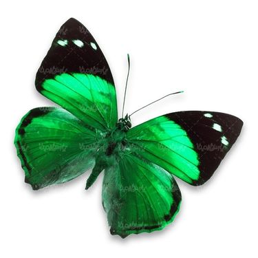 پروانه حشرات حشره شناسی پروانه زیبا