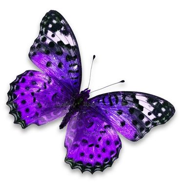 پروانه حشرات حشره شناسی پروانه زیبا