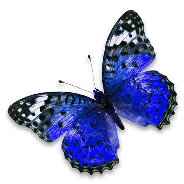 پروانه حشرات حشره شناسی پروانه زیبا