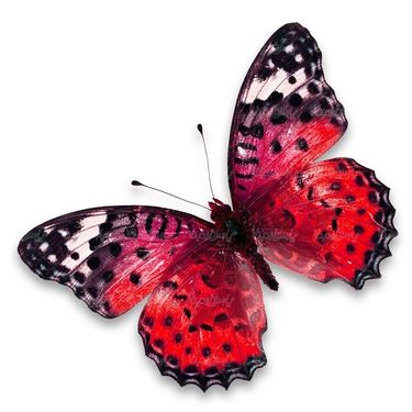 پروانه حشرات حشره شناسی پروانه زیبا