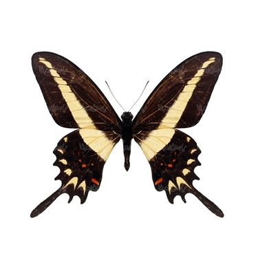 پروانه حشرات حشره شناسی پروانه زیبا