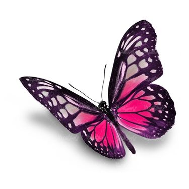 پروانه حشرات حشره شناسی پروانه زیبا