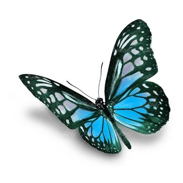 پروانه حشرات حشره شناسی پروانه زیبا