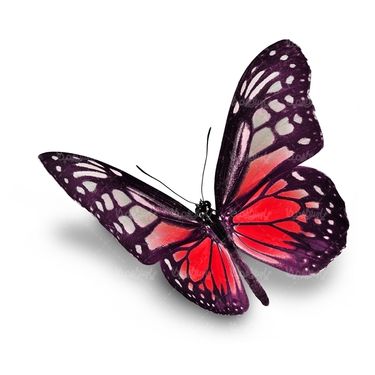 پروانه حشرات حشره شناسی پروانه زیبا