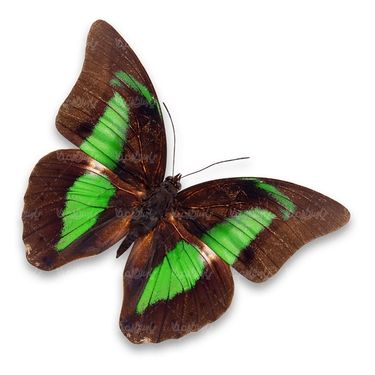 پروانه حشرات حشره شناسی پروانه زیبا