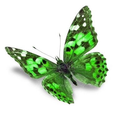 پروانه حشرات حشره شناسی پروانه زیبا