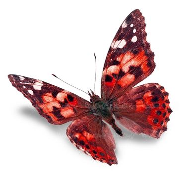 پروانه حشرات حشره شناسی پروانه زیبا