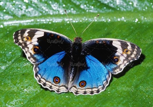 پروانه رنگی  butterfly پروانه زیبا