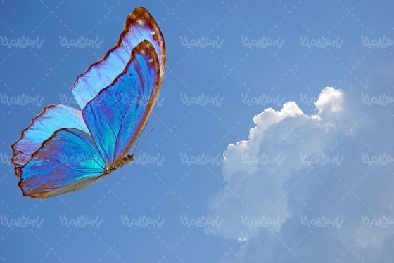 پروانه رنگی  butterfly پروانه زیبا