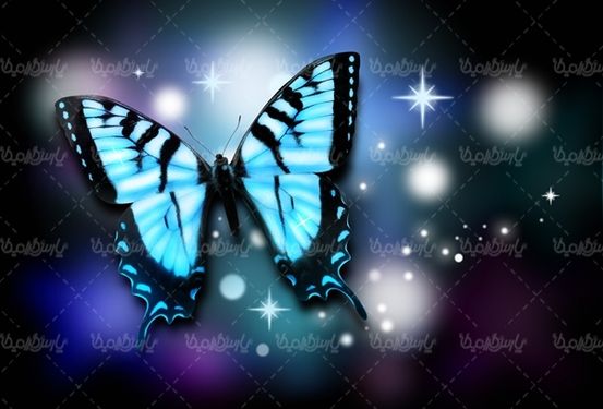 پروانه رنگی  butterfly پروانه زیبا