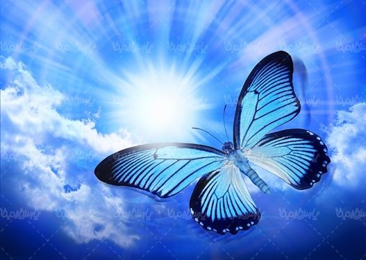 پروانه رنگی  butterfly پروانه زیبا