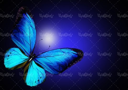 پروانه رنگی  butterfly پروانه زیبا