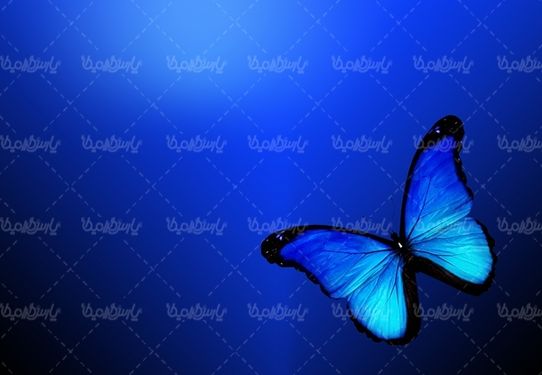 پروانه رنگی  butterfly پروانه زیبا