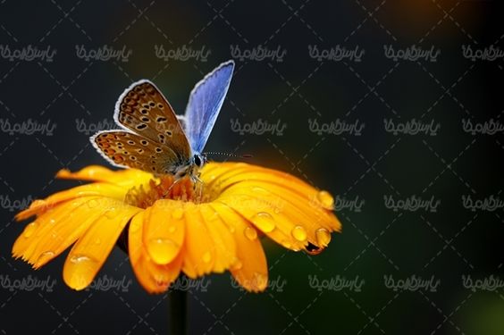 پروانه رنگی  butterfly پروانه زیبا