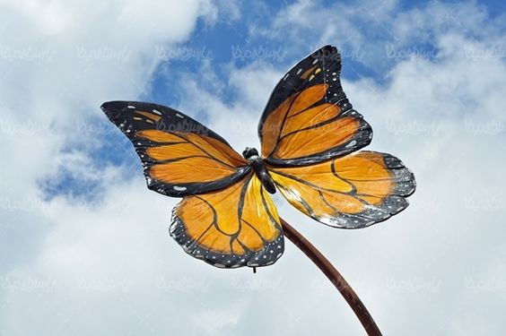 پروانه رنگی  butterfly پروانه زیبا