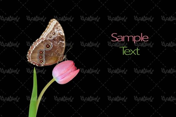 پروانه رنگی  butterfly پروانه زیبا
