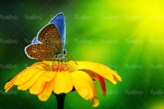 پروانه رنگی  butterfly پروانه زیبا