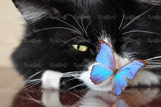 پروانه رنگی  butterfly پروانه زیبا